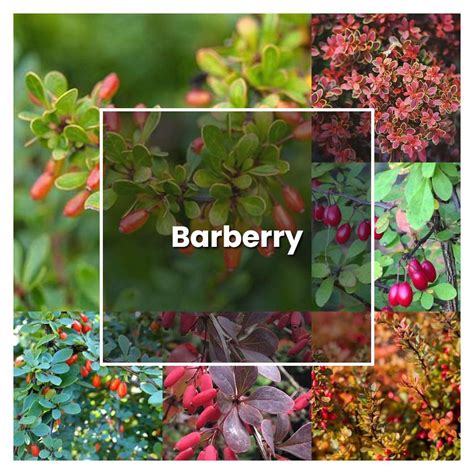 star of burberry tree|How to Plant and Grow Barberry .